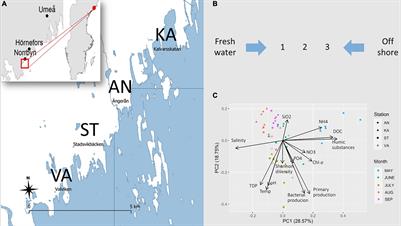 Microbial Interactions — Underexplored Links Between Public Health Relevant Bacteria and Protozoa in Coastal Environments